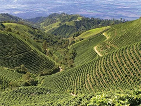 Guatemala Huehuetenango Wholebean-img
